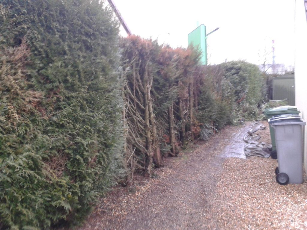 Taille d'une haie de sapins par Entre Pierres et Vert